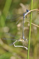 Lestes sponsa